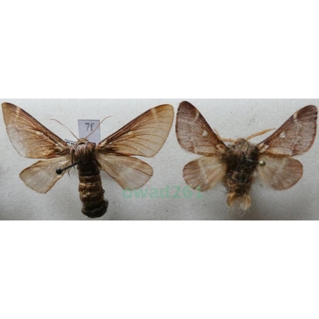 Eriogaster lanestris (Linnaeus, 1758) pair Barczatka puchowica Czech7f